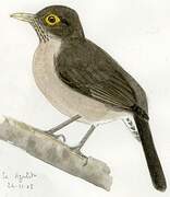 Spectacled Thrush