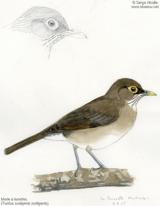 Spectacled Thrush, identification