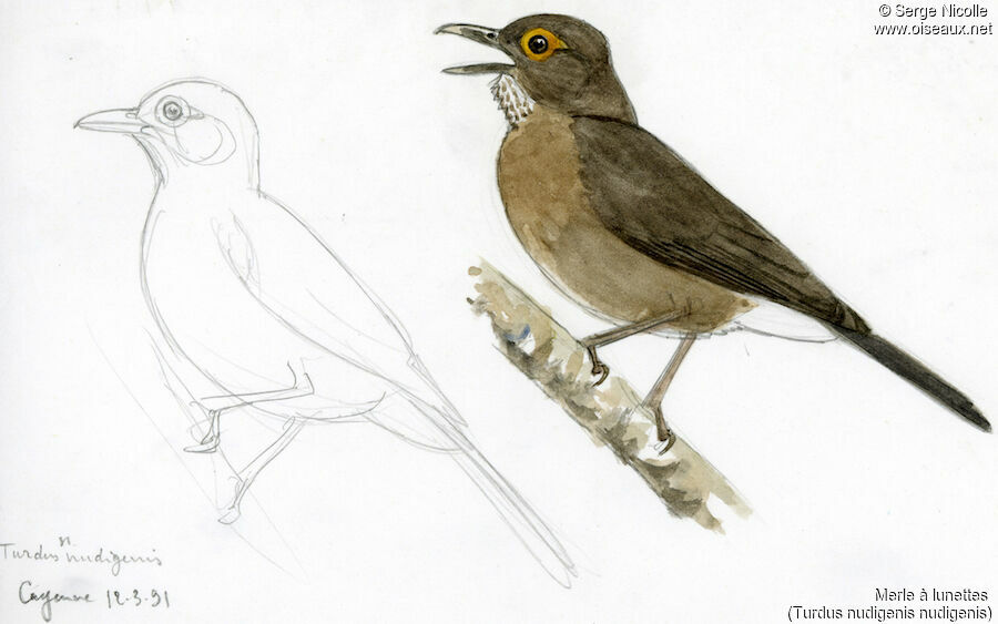 Spectacled Thrush, identification