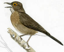 Spectacled Thrush