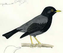 Yellow-legged Thrush