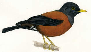 Chestnut Thrush