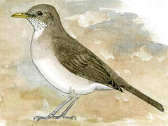 Creamy-bellied Thrush