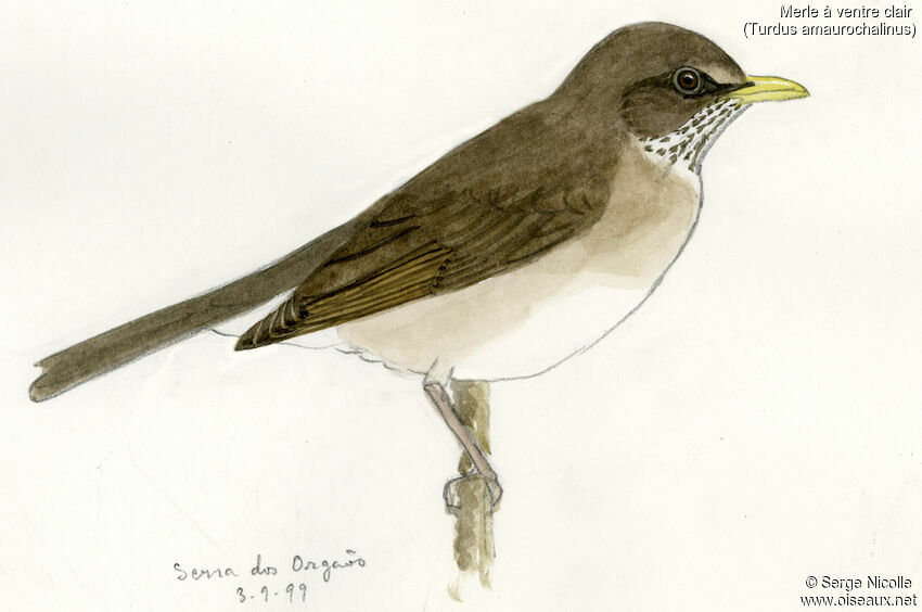 Creamy-bellied Thrush, identification