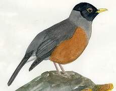 Chestnut-bellied Thrush