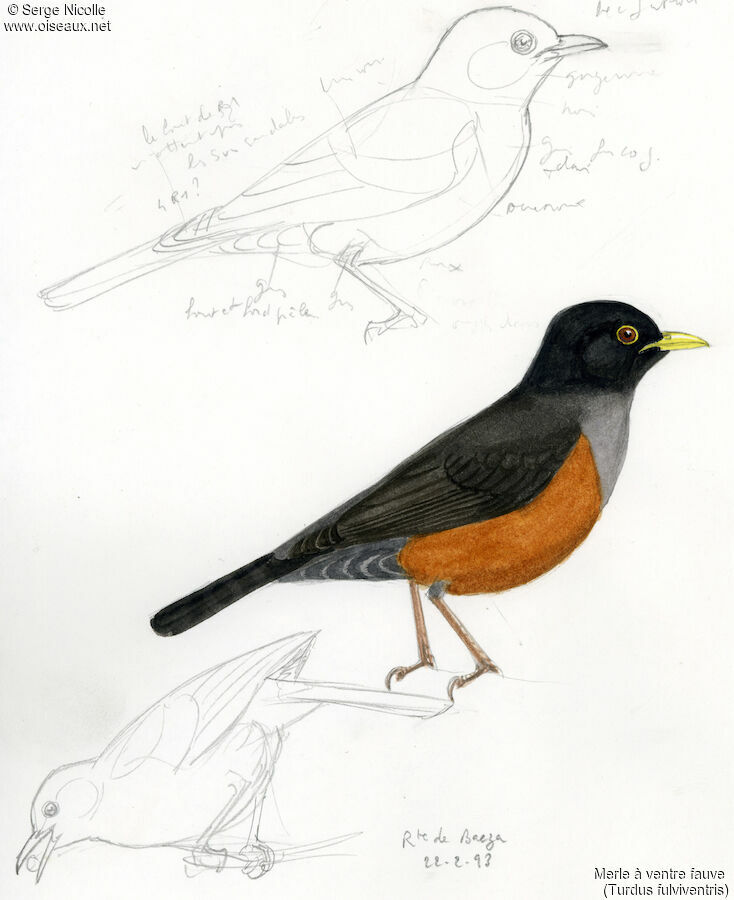 Chestnut-bellied Thrush, identification