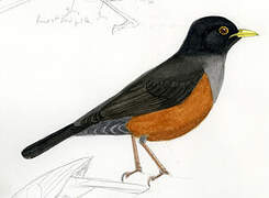 Chestnut-bellied Thrush