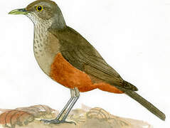 Rufous-bellied Thrush