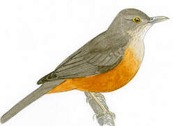 Rufous-bellied Thrush