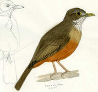 Rufous-bellied Thrush