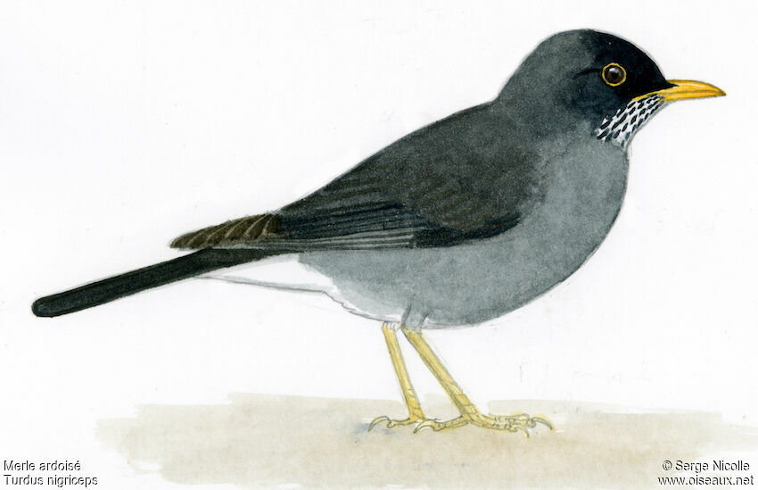 Andean Slaty Thrush, identification