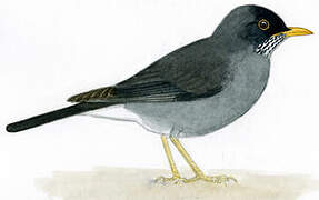 Andean Slaty Thrush