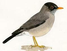 Austral Thrush