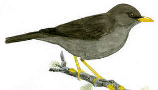 Chiguanco Thrush