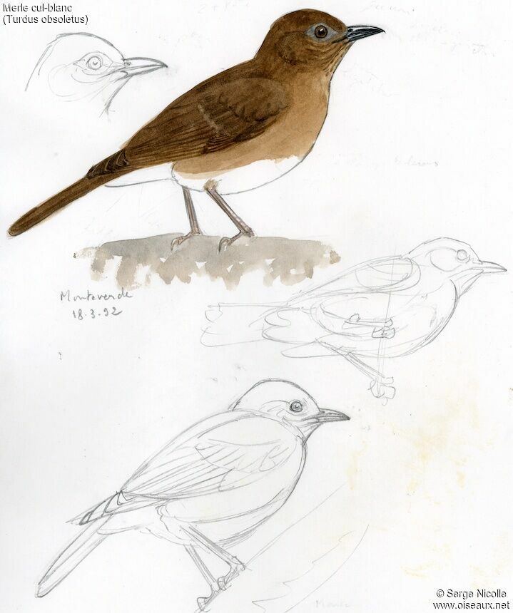 Pale-vented Thrush, identification