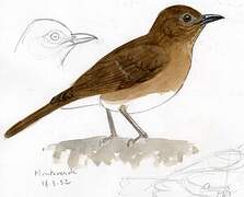 Pale-vented Thrush