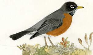 American Robin