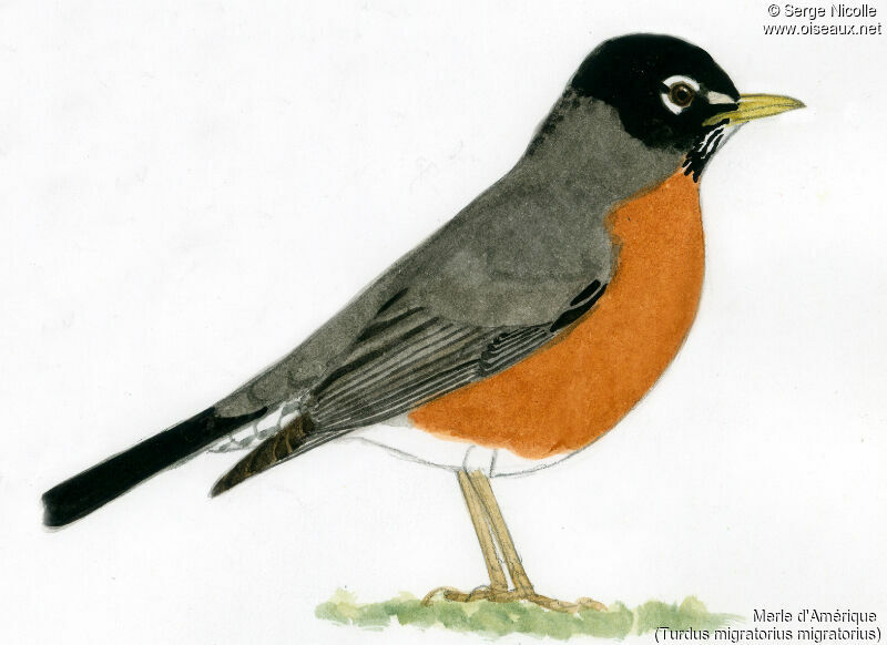 American Robin, identification