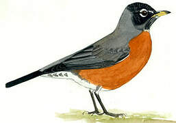 American Robin