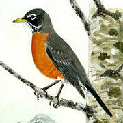 American Robin