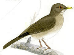 Ecuadorian Thrush