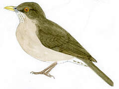 Ecuadorian Thrush