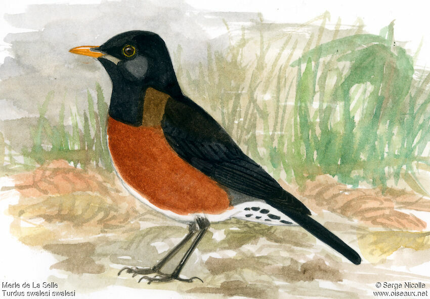 La Selle Thrush, identification