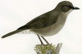 Mountain Thrush