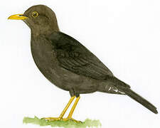 Island Thrush