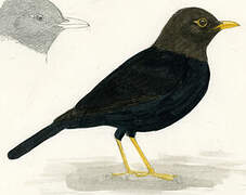 Island Thrush