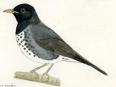 Japanese Thrush