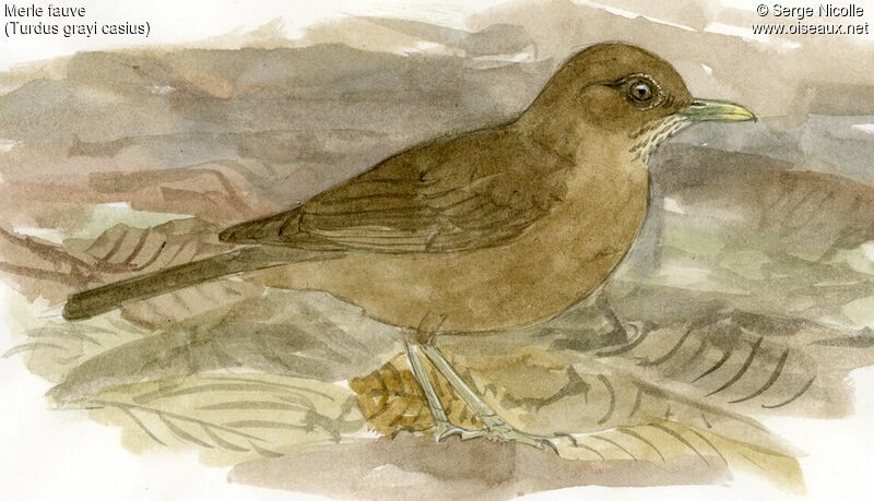 Clay-colored Thrush, identification