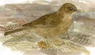 Clay-colored Thrush