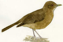 Clay-colored Thrush