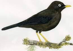 Sooty Thrush