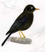 Sooty Thrush