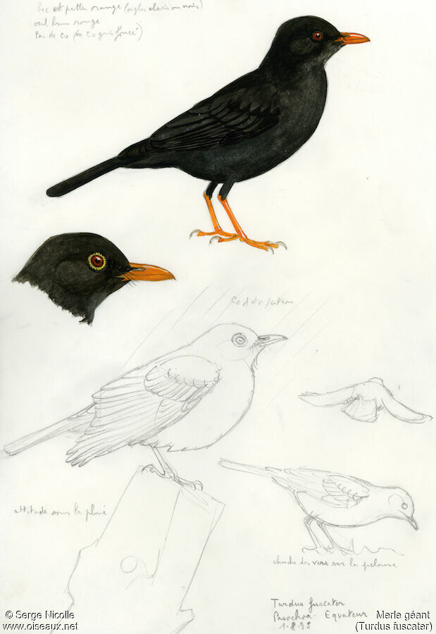 Great Thrush, identification