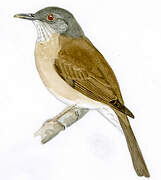 Pale-breasted Thrush