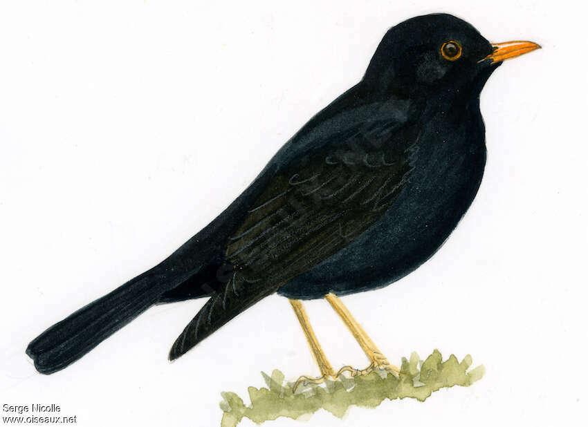 Glossy-black Thrush, identification