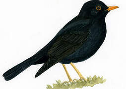 Glossy-black Thrush