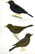 Glossy-black Thrush