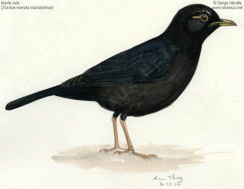 Common Blackbird, identification