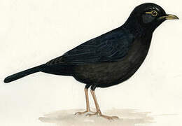 Common Blackbird