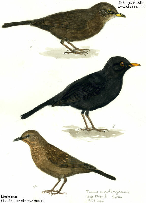 Common Blackbird, identification