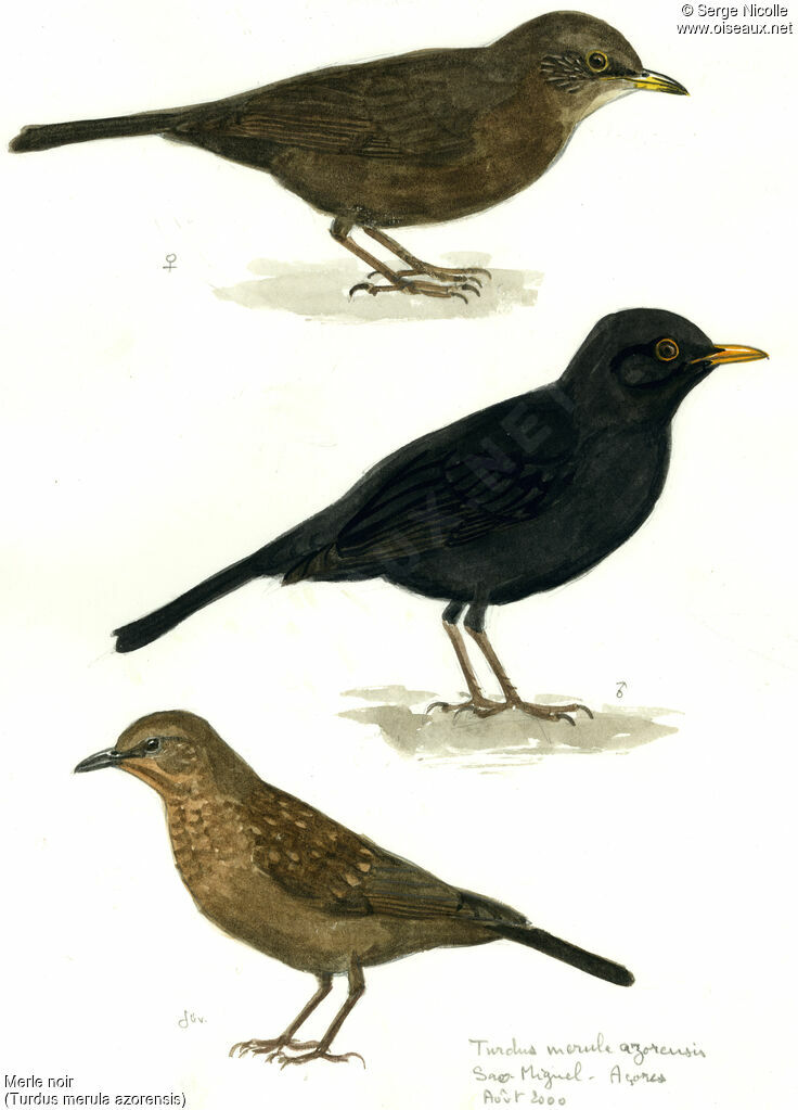 Common Blackbird, identification