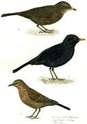 Common Blackbird