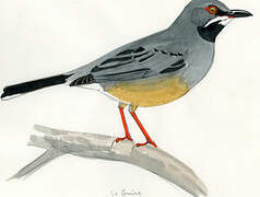 Red-legged Thrush