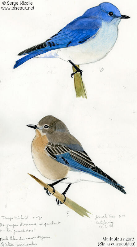 Mountain Bluebird , identification