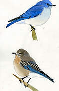 Mountain Bluebird