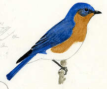 Eastern Bluebird